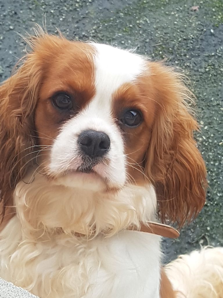 Les Cavalier King Charles Spaniel de l'affixe Sandrine Coeuret