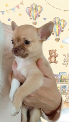 Chiot N°1