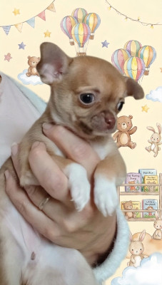 Chiot N°2
